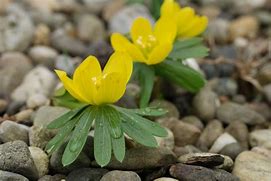 Eranthis hyemalis Schwefelglanz に対する画像結果