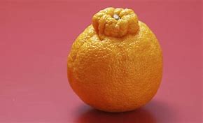 Image result for Sumo Oranges
