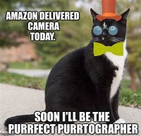 Image result for Cat Amazon Meme