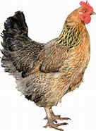 Image result for Chicken Coup Meme
