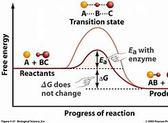 Image result for Activation Energy with Catalyst