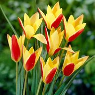 Image result for Tulipa clusiana