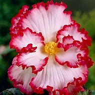 Begonia Crispa Marginata -wit rood--এর ছবি ফলাফল