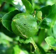 Image result for Green Lemon Tree