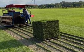 Image result for Turf Grass Farms Near Me