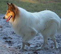 Image result for White Collie