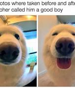 Image result for Is That a Dog Meme