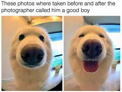 Image result for Adorable Dog Memes