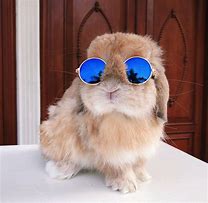 Image result for Cute Funny Animals