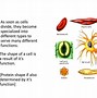 Image result for Different Cell Shapes
