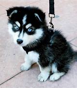 Image result for Alaskan Husky with Blue Eyes