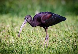 Image result for Grey Ibis