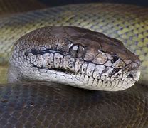 Image result for World Most Biggest Snake
