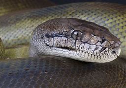 Image result for Biggest Reptile