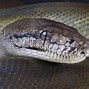 Image result for World Biggest Snake Balls