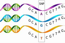 Image result for SNP Biochemistry