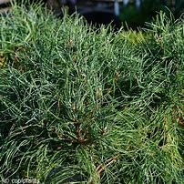 Image result for Pinus strobus Squigles