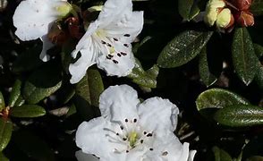 Image result for Rhododendron (AJ) Ardeur