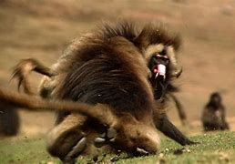 Image result for Great Horned Baboon