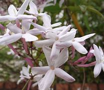 Image result for Indoor Jasmine Plant