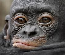 Image result for Cute Ape