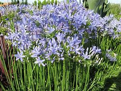 Image result for Agapanthus Peter Pan