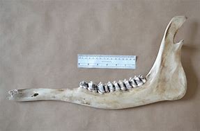 Image result for Moose Jaw Bone