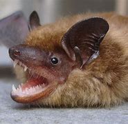 Image result for Tiny Brown Bat