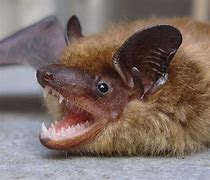 Image result for Giant Cute Bat