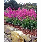 Image result for Lychnis viscaria Plena