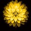 Image result for iPhone 3G Wallpaper Flower