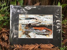 Image result for 5X7 Matted Prints