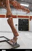 Image result for Biggest Dinosaur Skeleton Ever Found