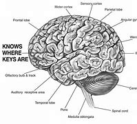 Image result for Inside of Brain Diagram Meme