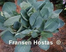 Image result for Hosta Dixie Cups