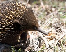 Image result for Echidna Snout