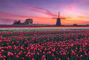 Image result for Dutch Windmill with Tulips