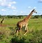 Image result for National Parks in Kenya Africa