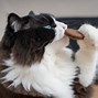 Image result for Cat Eating Cookie