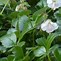 Image result for Geranium cantabrigiense st. Ola