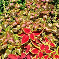Image result for cool outdoor plants