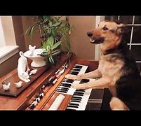 Image result for Sausage Dog Playing a Piano