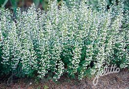 Image result for Calamintha nepeta White Cloud