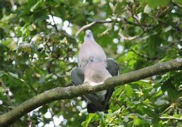 Image result for Phaps Columbidae