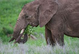Image result for Elephant Mouth When Eating