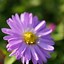 Image result for Aster novi-belgii Marie Ballard