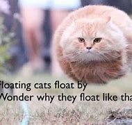 Image result for Floatin Ball Cat Meme