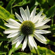 Image result for Echinacea purpurea Virgin (r)