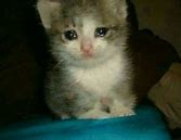 Image result for Crying Woman Cat Meme