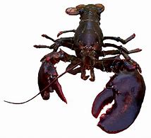 Image result for Ripper Claw Lobster